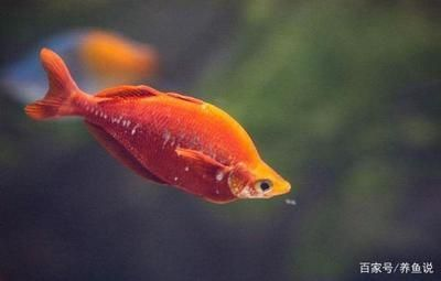 紅龍魚報價：紅龍魚市場價格波動原因