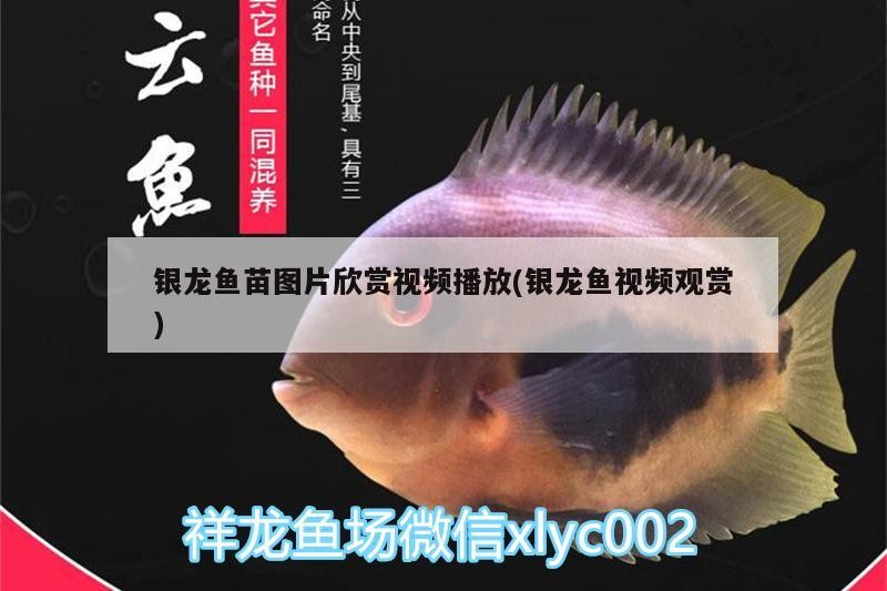 銀龍魚苗圖片欣賞視頻播放(銀龍魚視頻觀賞)