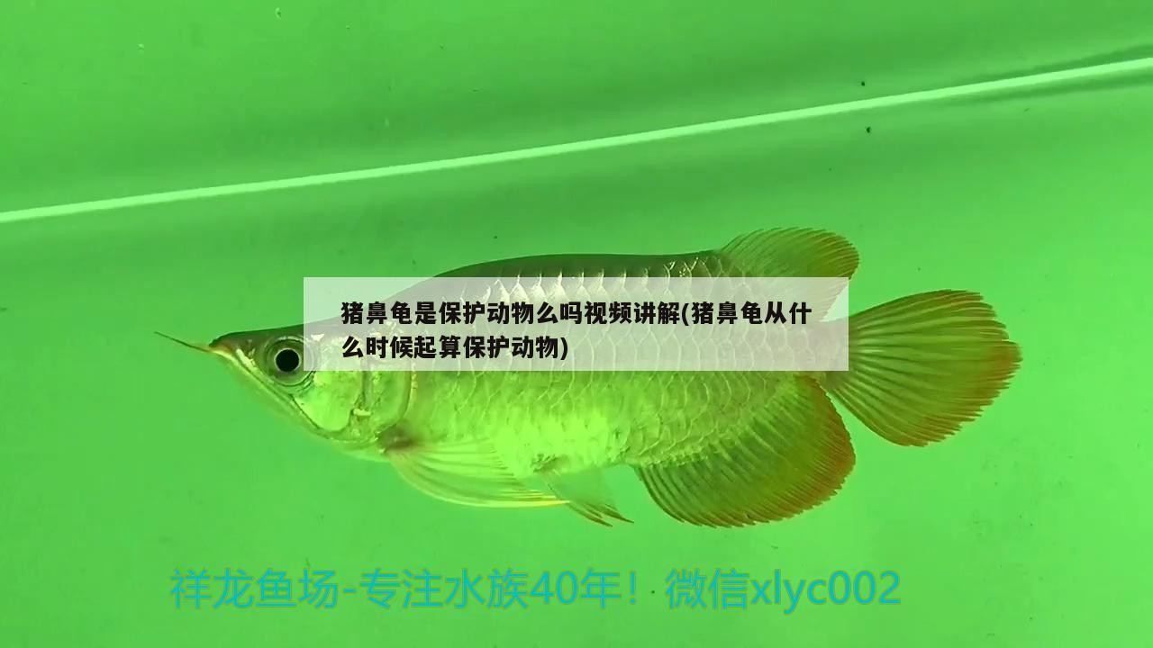 豬鼻龜是保護(hù)動(dòng)物么嗎視頻講解(豬鼻龜從什么時(shí)候起算保護(hù)動(dòng)物)