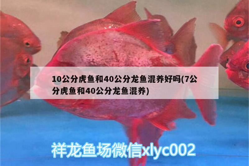 10公分虎魚和40公分龍魚混養好嗎(7公分虎魚和40公分龍魚混養)
