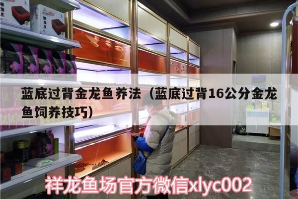 藍底過背金龍魚養法（藍底過背16公分金龍魚飼養技巧） 藍底過背金龍魚養法（藍底過背16公分金龍魚飼養技巧） 金龍魚百科