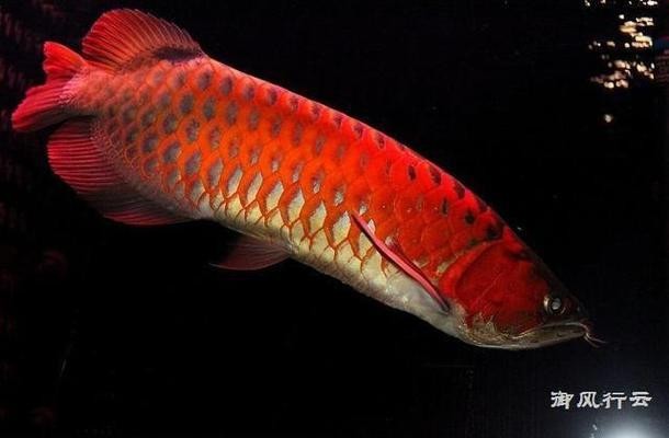 來賓紅龍魚價(jià)格2688貴嗎？