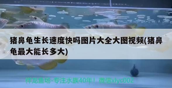 豬鼻龜生長速度快嗎圖片大全大圖視頻(豬鼻龜最大能長多大) 豬鼻龜生長速度快嗎圖片大全大圖視頻(豬鼻龜最大能長多大) 豬鼻龜百科