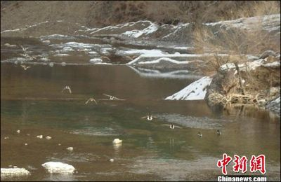 虎紋銀板魚虎紋銀板魚虎紋銀板魚養殖技術虎紋銀板魚：虎紋銀板魚、虎紋銀板魚、虎皮銀板魚、虎皮銀板魚