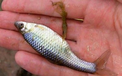 大魚缸工具魚怎么養：常見的大魚缸工具魚缸工具魚及其養護方法及其養護方法