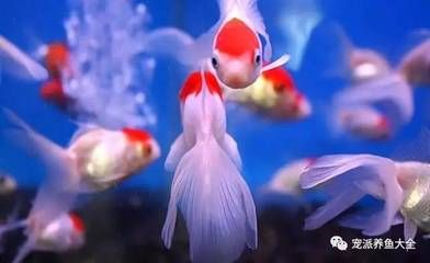 大魚缸工具魚怎么養：常見的大魚缸工具魚缸工具魚及其養護方法及其養護方法