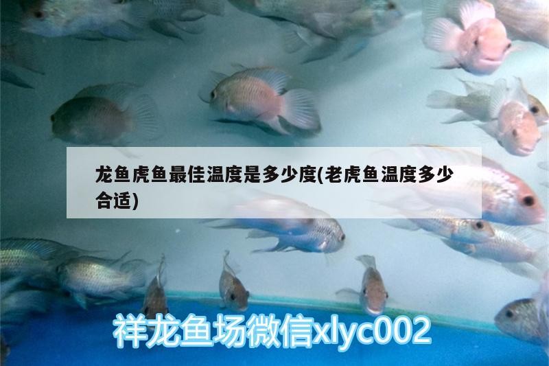 龍魚虎魚最佳溫度是多少度(老虎魚溫度多少合適) 龍魚虎魚最佳溫度是多少度(老虎魚溫度多少合適) 虎魚百科