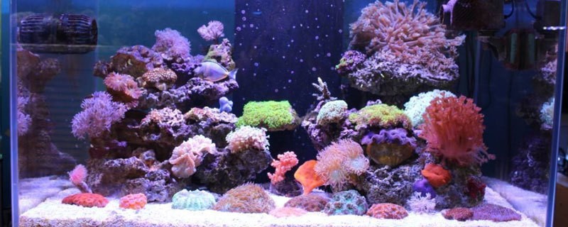 濟(jì)南專門清洗魚缸服務(wù)電話是多少（濟(jì)南專門清洗魚缸服務(wù)電話是多少號）