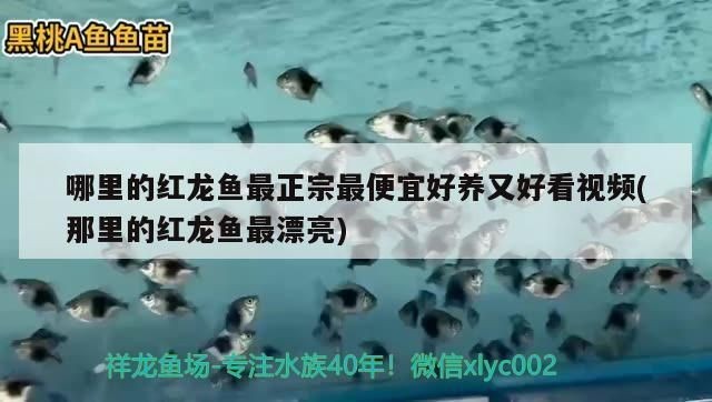 哪里的紅龍魚最正宗最便宜好養(yǎng)又好看：如何辨別紅龍魚健康狀況，紅龍魚養(yǎng)殖技巧有哪些