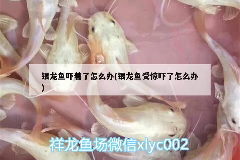 銀龍魚嚇著了怎么辦(銀龍魚受驚嚇了怎么辦) 銀龍魚嚇著了怎么辦(銀龍魚受驚嚇了怎么辦) 銀龍魚百科