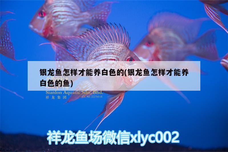 銀龍魚怎樣才能養白色的(銀龍魚怎樣才能養白色的魚)