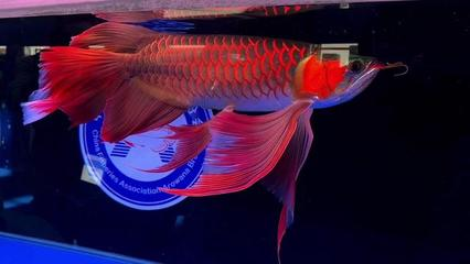 十大頂級龍魚品牌 龍魚百科 第6張 十大頂級龍魚品牌 十大頂級龍魚品牌 龍魚百科 第6張