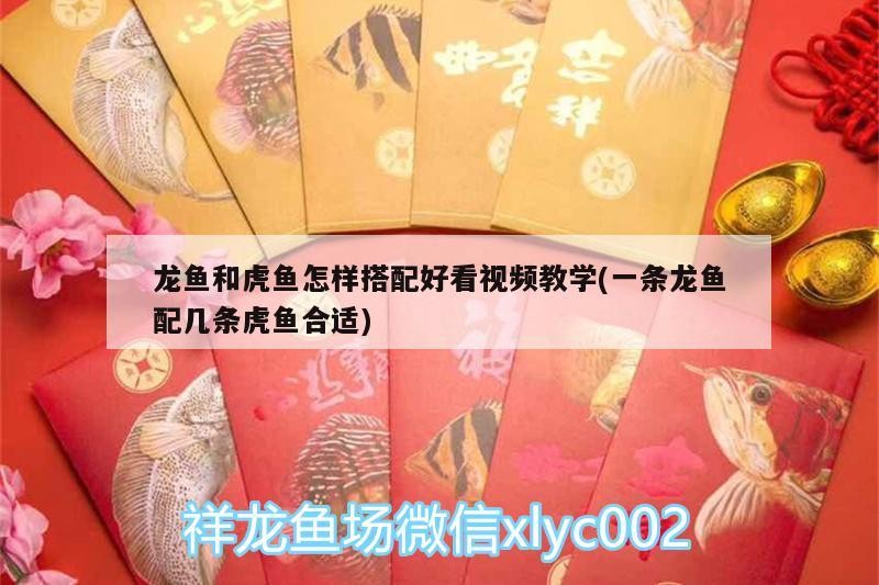 龍魚(yú)和虎魚(yú)怎樣搭配好看視頻教學(xué)(一條龍魚(yú)配幾條虎魚(yú)合適) 龍魚(yú)和虎魚(yú)怎樣搭配好看視頻教學(xué)(一條龍魚(yú)配幾條虎魚(yú)合適) 虎魚(yú)百科