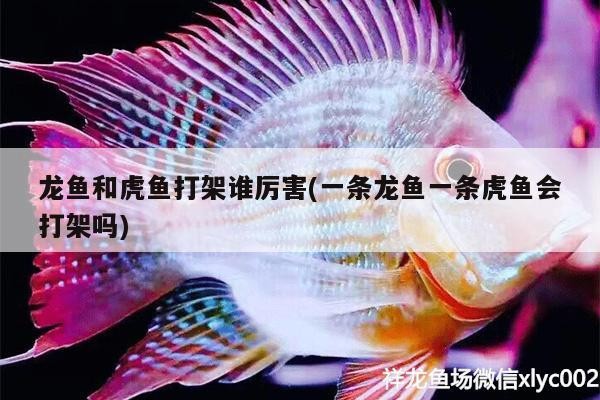 龍魚和虎魚打架誰厲害(一條龍魚一條虎魚會打架嗎) 龍魚和虎魚打架誰厲害(一條龍魚一條虎魚會打架嗎) 虎魚百科