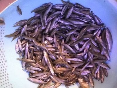 龍魚檢疫需要多長時間一次vs祥龍魚場：祥龍魚場檢疫頻率