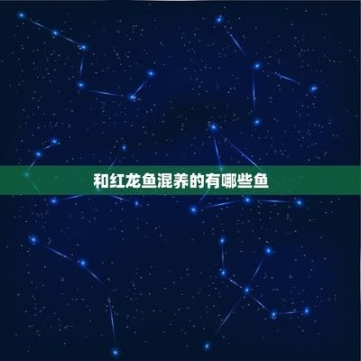 兩條紅龍魚如何混養：如何正確混養兩條紅龍魚以及一些重要的注意事項