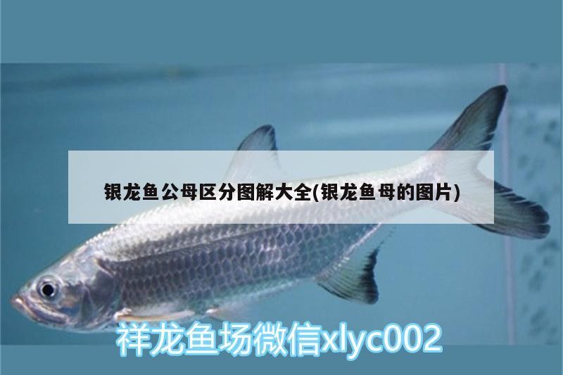 銀龍魚公母區分圖解大全(銀龍魚母的圖片) 銀龍魚公母區分圖解大全(銀龍魚母的圖片) 銀龍魚百科