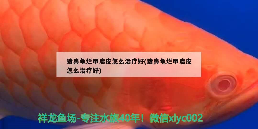豬鼻龜爛甲腐皮怎么治療好(豬鼻龜爛甲腐皮怎么治療好) 豬鼻龜爛甲腐皮怎么治療好(豬鼻龜爛甲腐皮怎么治療好) 豬鼻龜百科