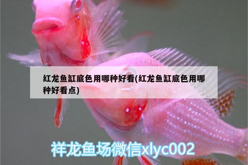 虎魚可以和金龍魚一起混養嗎圖片欣賞(虎魚可以和金龍魚一起混養嗎圖片欣賞大全)