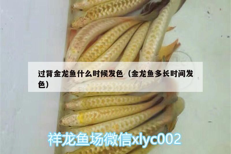 過背金龍魚什么時(shí)候發(fā)色（金龍魚多長時(shí)間發(fā)色）