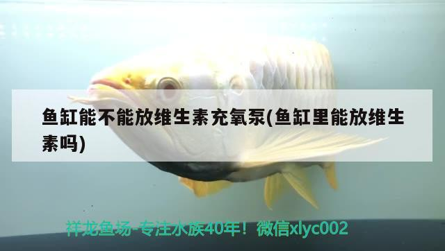 魚缸能不能放維生素充氧泵(魚缸里能放維生素嗎)
