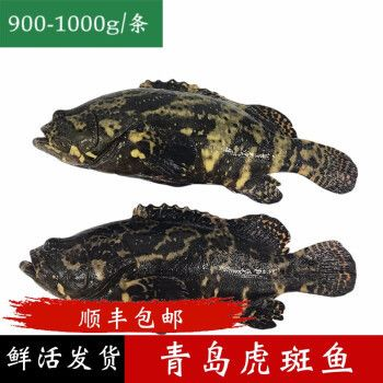 虎斑魚觀賞魚的價格：關于虎斑魚觀賞魚價格的問題