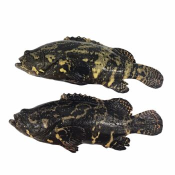 虎斑魚觀賞魚的價格：關于虎斑魚觀賞魚價格的問題
