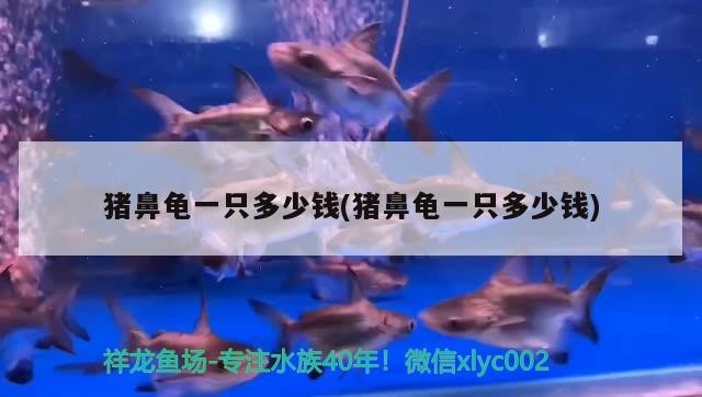 豬鼻龜一只多少錢(豬鼻龜一只多少錢)