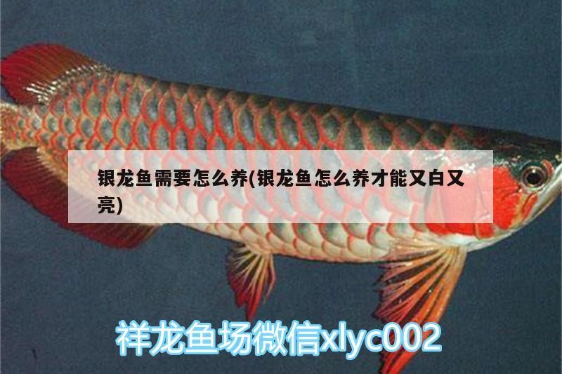 銀龍魚(yú)需要怎么養(yǎng)(銀龍魚(yú)怎么養(yǎng)才能又白又亮)