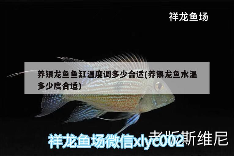 養(yǎng)銀龍魚魚缸溫度調多少合適(養(yǎng)銀龍魚水溫多少度合適)