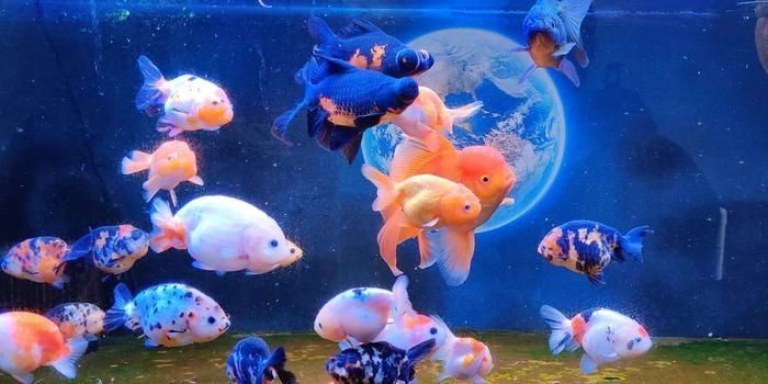 賽級紅龍魚是什么標準