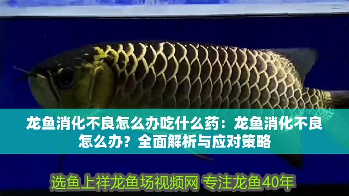 湘潭紅龍魚價格2688貴嗎？
