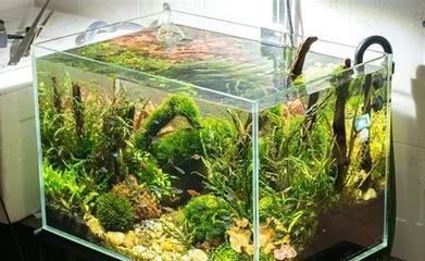 大型魚缸安裝視頻教學：關于大型魚缸安裝的一些要點和建議