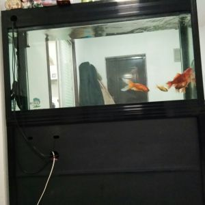 出售二手魚缸水族箱,具體信息請看詳情怎么寫：二手魚缸水族箱出售信息