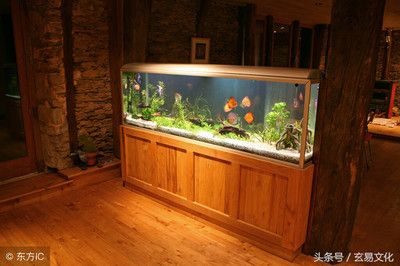 不能用圓形魚缸養魚：圓形魚缸養魚不適合養魚，圓形透明魚缸不適合養魚