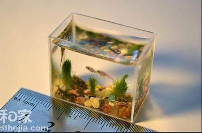 不能用圓形魚缸養魚：圓形魚缸養魚不適合養魚，圓形透明魚缸不適合養魚