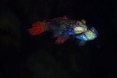 阿里龍魚vs祥龍魚場（阿里龍魚與祥龍魚場有什么區別？）