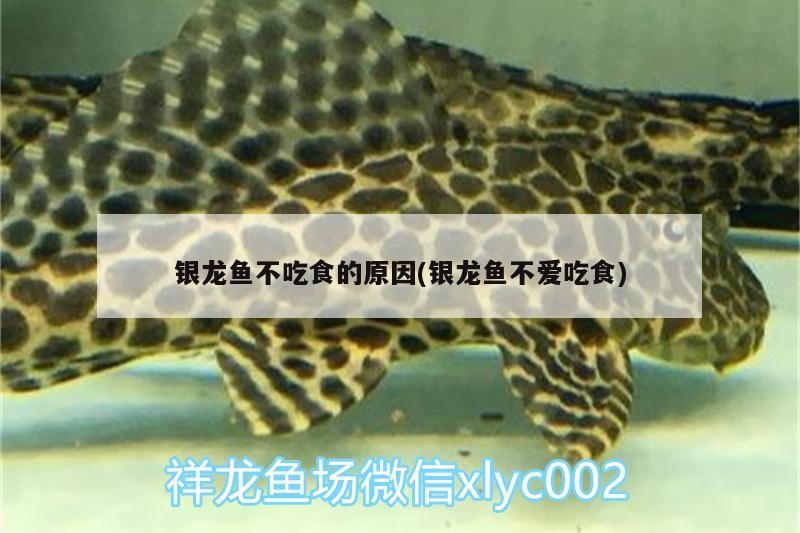 銀龍魚不吃食的原因(銀龍魚不愛吃食)