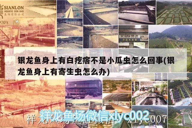 魚缸 銀龍魚身上有白疙瘩不是小瓜蟲怎么回事(銀龍魚身上有寄生蟲怎么辦) 銀龍魚百科 銀龍魚身上有白疙瘩不是小瓜蟲怎么回事(銀龍魚身上有寄生蟲怎么辦) 銀龍魚身上有白疙瘩不是小瓜蟲怎么回事(銀龍魚身上有寄生蟲怎么辦) 銀龍魚百科