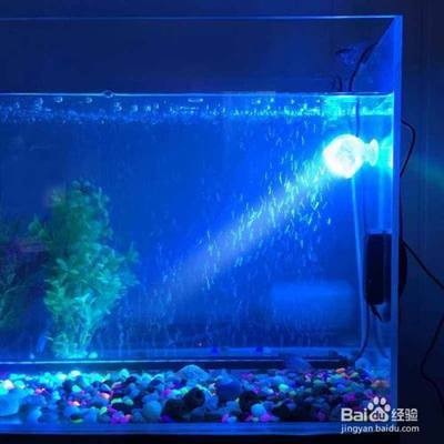 贛州市章貢區樊記水族館（贛州市章貢區樊記水族館電話） 贛州市章貢區樊記水族館（贛州市章貢區樊記水族館電話） 全國水族館企業名錄 第2張
