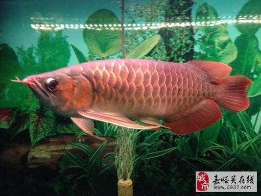 嘉峪關紅龍魚價格2688貴嗎？