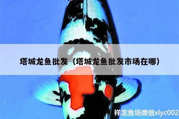 嘉峪關紅龍魚價格2688貴嗎？