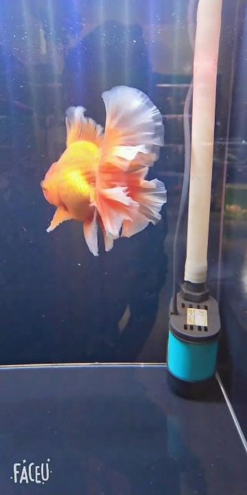 大連水族館喜歡泰獅的找我 大連水族館喜歡泰獅的找我 魟魚百科 第2張