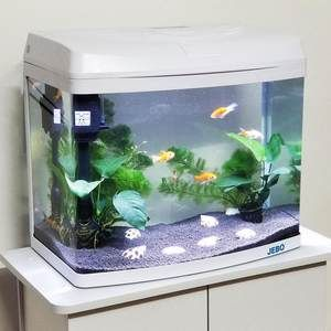 大魚缸要多少錢一個：大魚缸價格一般多少？
