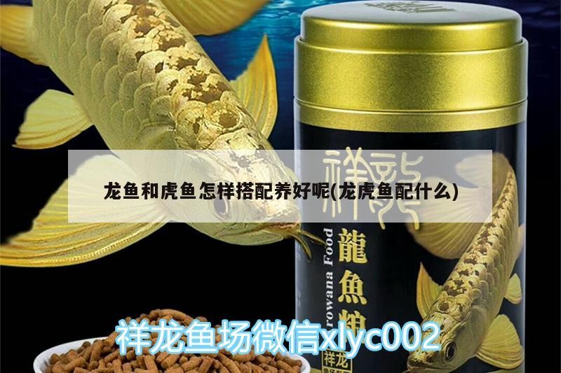 龍魚和虎魚怎樣搭配養(yǎng)好呢(龍虎魚配什么)