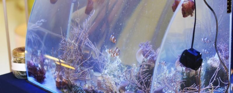 龍魚需要養水幾天嗎為什么vs祥龍魚場：龍魚養水的最佳時間