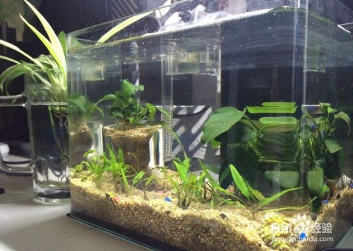 博雅水族魚缸兩側濾芯怎么換：博雅水族魚缸兩側濾芯更換過程中需要遵循以下幾個步驟