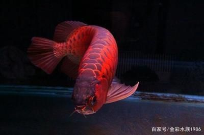龍魚顏色突然變淺了怎么辦vs祥龍魚場：龍魚變色的原因有哪些 龍魚顏色突然變淺了怎么辦vs祥龍魚場：龍魚變色的原因有哪些 vs祥龍魚場 第4張