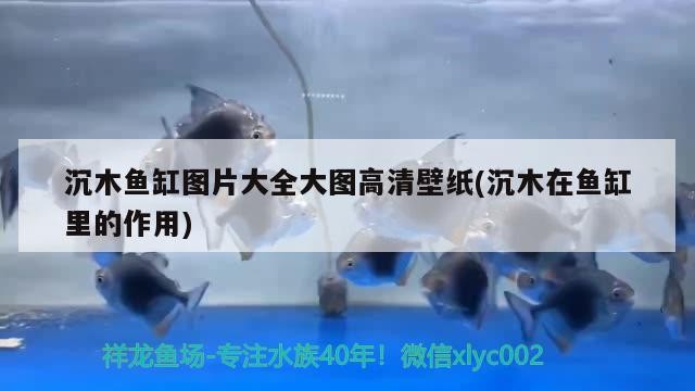 沉木魚(yú)缸圖片大全大圖高清壁紙(沉木在魚(yú)缸里的作用)