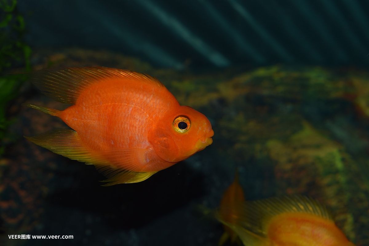 鸚鵡魚能和虎魚一起混養嗎：鸚鵡魚和虎魚可以一起混養嗎飼養者需要仔細評估這些因素 鸚鵡魚能和虎魚一起混養嗎：鸚鵡魚和虎魚可以一起混養嗎飼養者需要仔細評估這些因素 虎魚百科 第3張